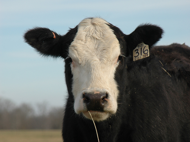 Researchers found a long-acting dewormer, plus an implant, boosted stocker gains and kept horn flies below economic thresholds.(DTN/Progressive Farmer image by Becky Mills)